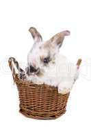 Easter basket