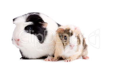 Mother and baby guinea pig