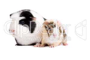 Mother and baby guinea pig