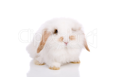 Lopeared bunny