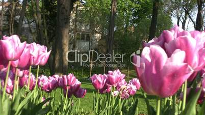 Pink  Tulips moving slowly in the wind