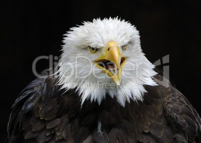 Weißkopfseeadler (Bald Eagle) - Haliaeetus leucocephalus