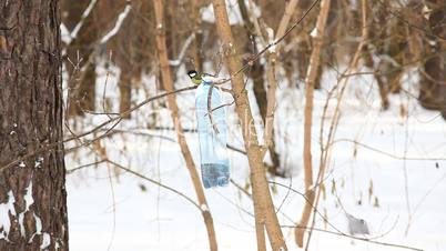 Birds in the park.