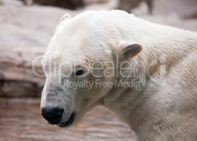 Majestic Polar Bear Profile