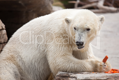 Majestic Polar Bear Eating Carrots
