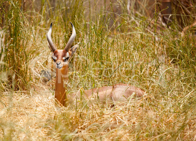 Beautiful Resting Gazelle