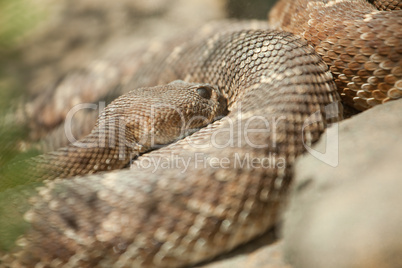 Resting Western Diamondback Rattlesnake