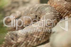 Resting Western Diamondback Rattlesnake