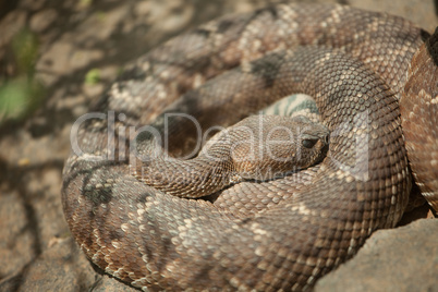 Resting Western Diamondback Rattlesnake