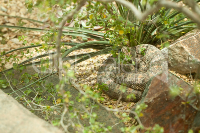 Resting Western Diamondback Rattlesnake