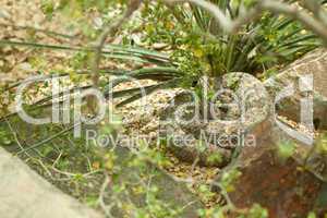 Resting Western Diamondback Rattlesnake