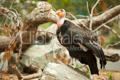 The Endangered California Condor