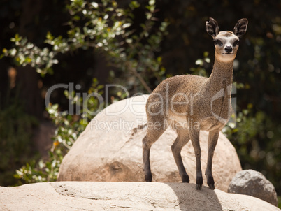 Rock-Dancing Cliff Springer, Klipspringer