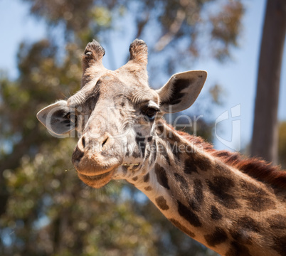 Close-up of Giraffe Head