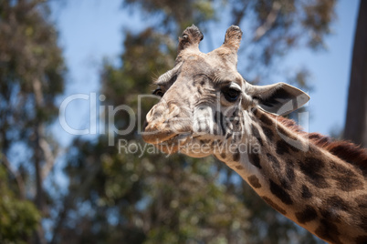 Close-up of Giraffe Head