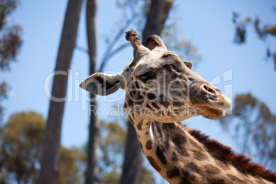 Close-up of Giraffe Head
