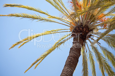 Palm Tree Against the Blue Sky