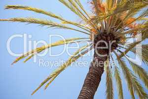 Palm Tree Against the Blue Sky
