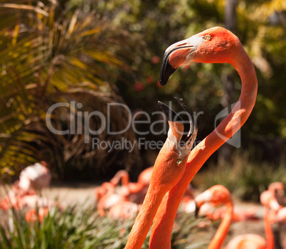 Beautiful Flamingos Mating Ritual