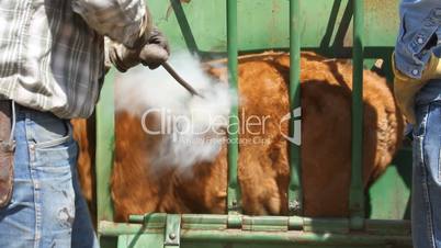 Branding cattle in chute P HD 0631