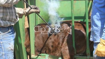 Branding cow fire smoke slow P HD 0635