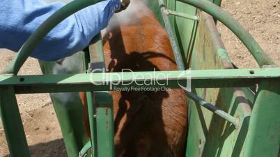Cattle branding in chute from top P HD 0624