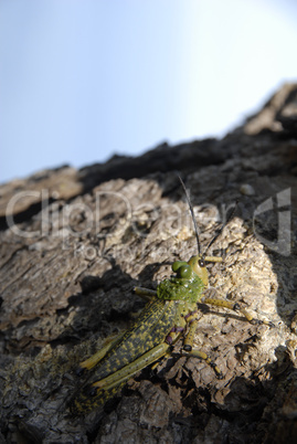Grasshopper on tree