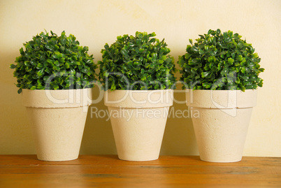 Three decorative pot plants