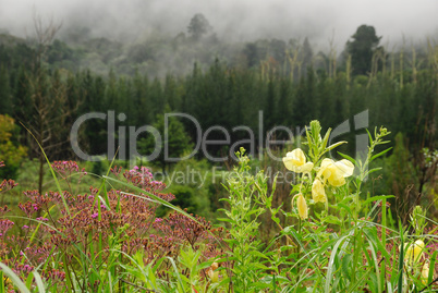 Misty Mountain Morning