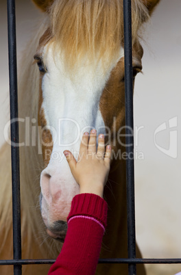 child hand stroke horse in captivity