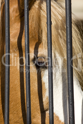 Horse in captivity