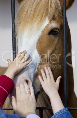 Hands stroke horse