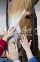 Hands stroke horse