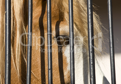 Horse in captivity