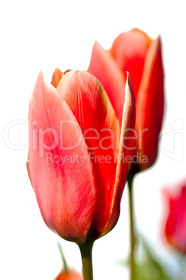 Red Tulips