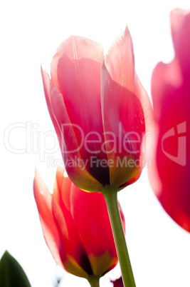 Red Tulips