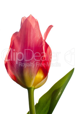 Rote Tulpe, freigestellt