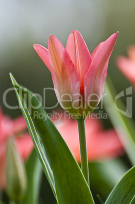 Red Tulips