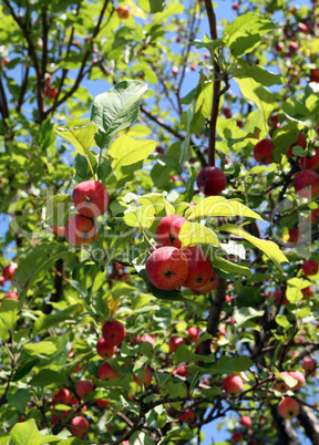 red apples on branches