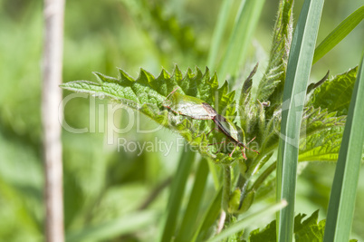 Green stink bug - Palomena prasina