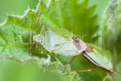 Green stink bug - Palomena prasina