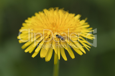 Common dandelion - Taraxacum