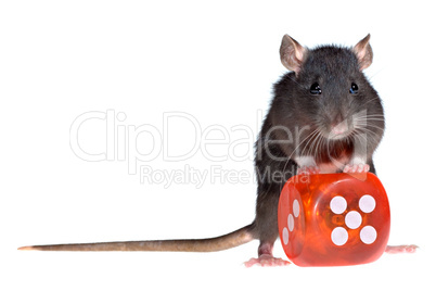 rat with red dice