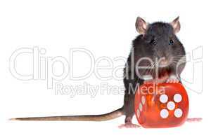 rat with red dice