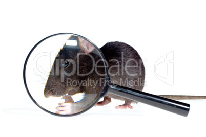 magnifying glass focused on rat