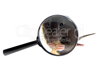magnifying glass focused on rat