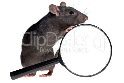 rat and magnifying glass
