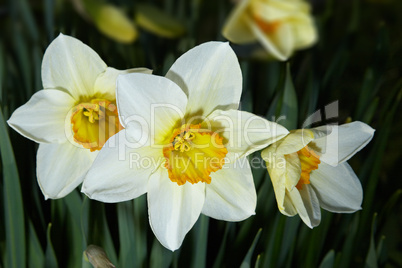 Narcissuses