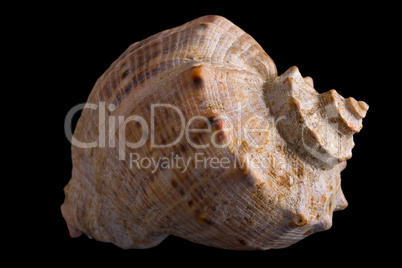 conch shell