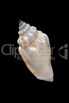 conch shell